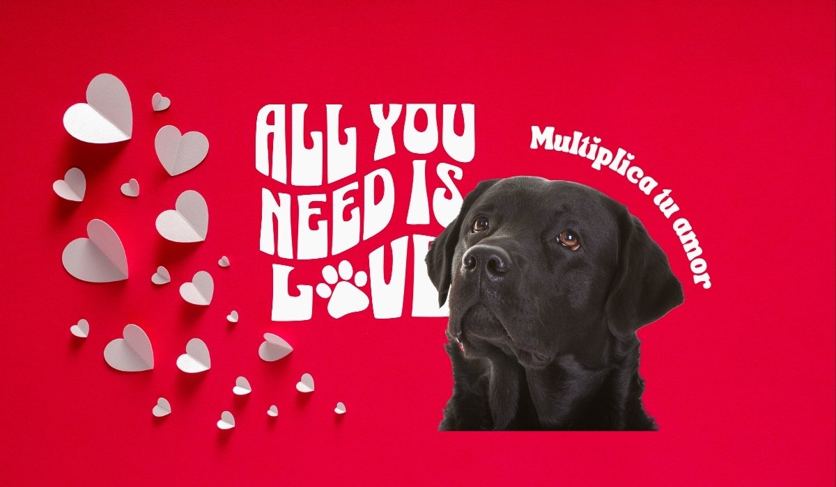 Inicio Banners Sitio Amiko Koro9