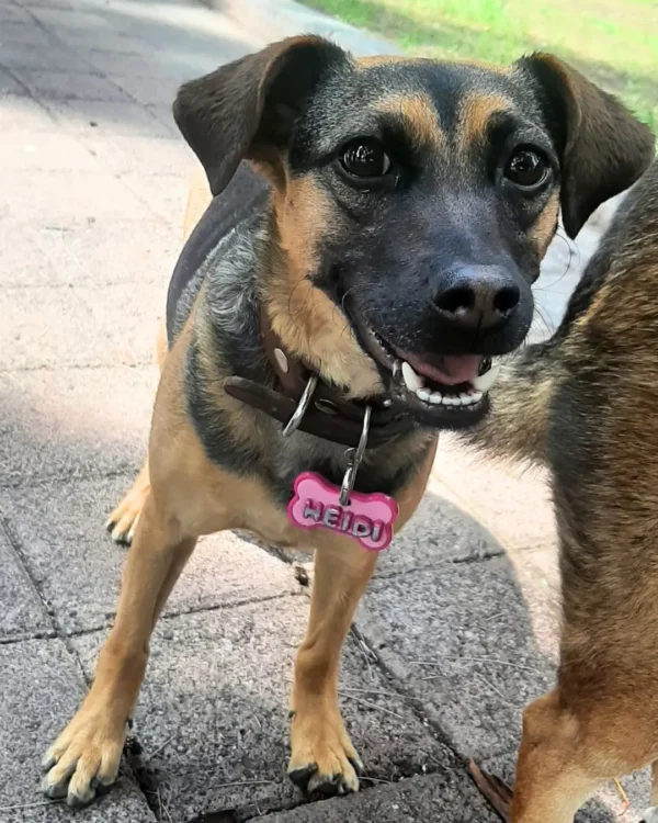 placa de identificación para mascota